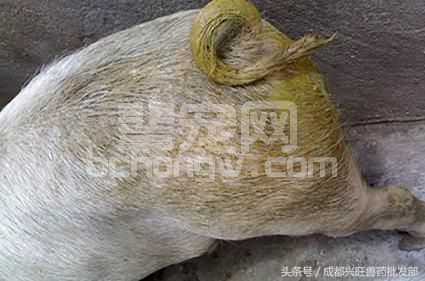 这些常见的冬季猪病，太烦人了