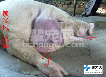 猪肺疫典型症状图谱、诊断要点及防治