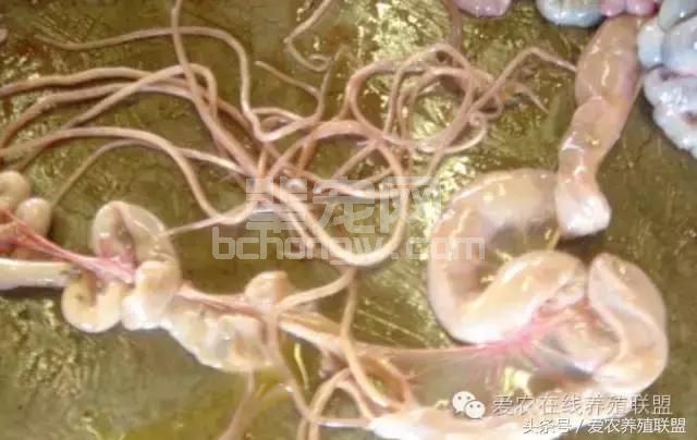 规模化猪场寄生虫病防治中的几个问题