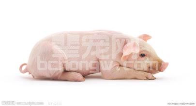 怎样防治断奶仔猪拉痢