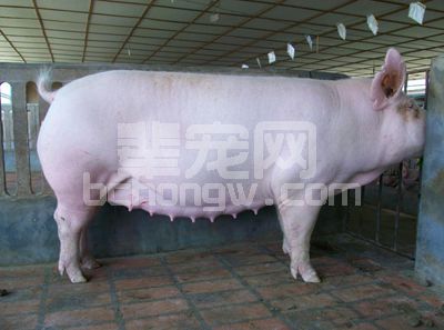 关于母猪便秘问题，老兽医有回答！