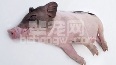 冬春猪气喘病怎么防治