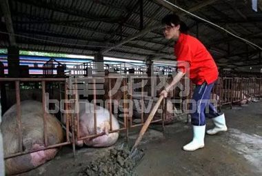 养猪场不可忽视的水质监测，也许正是它助长了疾病的多发