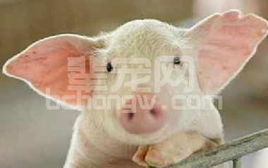 冬季养猪都有哪些常发病？如何做好保健和治疗？