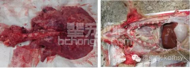 保育猪（外购仔猪）呼吸道疾病防控方案