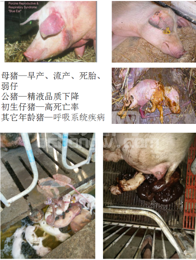 猪场稳定蓝耳病措施 选择什么药物有效？