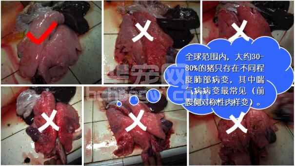 阿莫西林对猪气喘病无效 第一张图才是完全干净的猪肺