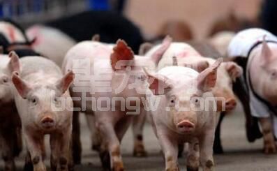 母猪便秘不可怕 就怕养殖户找不到正确处理方法：解析母猪便秘，汇总解决措施...
