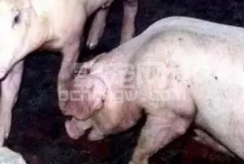 猪呼吸系统疾病病因复杂，指望单一措施防控本病基本不可能