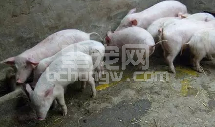 猪腹泻种类多 应对有方才是硬道理
