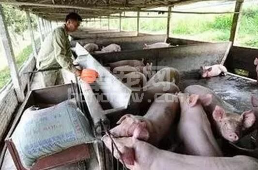 猪疥螨病的临床症状及防治措施