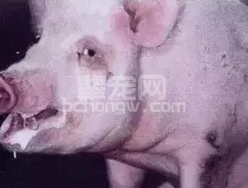 秋冬季节中大猪影响最严重的疫病莫非就是“咔...咔..."干咳的支原体肺炎！