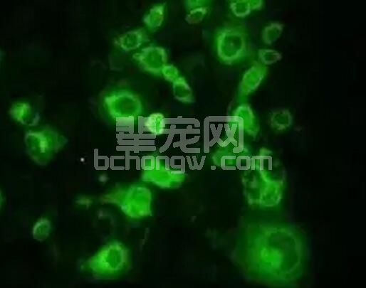 调查PCV2阴性的猪群是否能保持PCV2阴性或随着时间的推移PCV2的变化情况