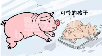猪场常见传染病的防治！