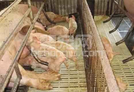 如何正确认识及防治仔猪黄白痢？