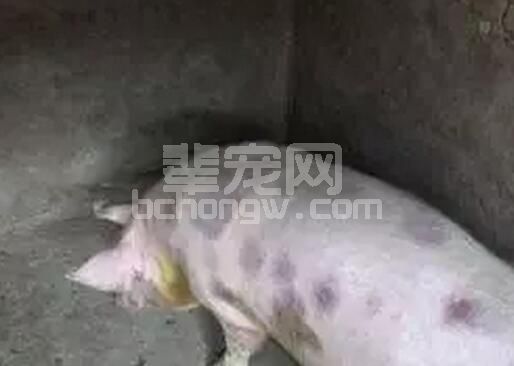 猪丹毒的发现、剖检与防治：个别省份发现猪丹毒多发病例