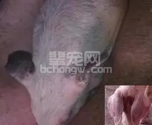 知道为什么蓝耳病儿这东西防不胜防了吗？PRRSV变异如河水般奔流不息