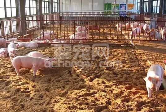 秋冬季节这俩病最难缠：猪流感与猪感冒的区别与防治措施