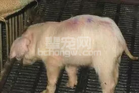 美国控制蓝耳病的经验与方法