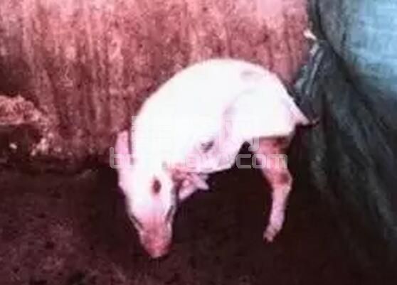 目前养猪场猪伪狂犬病为何发病越来越严重？