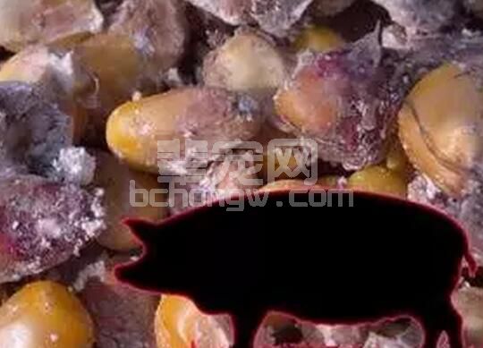 霉菌毒素在PRRS、圆环和猪耳坏死综合征等免疫抑制性疾病的关系何在？