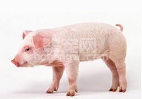 猪在跟你“说话”你知道吗？大家一起来研究一下“猪语”