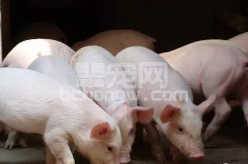 仔猪黄白痢病因分析及防控措施