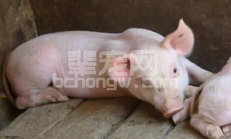微量元素缺乏也会引起病毒病发生？缺硒引起猪圆环病毒病的综合诊治