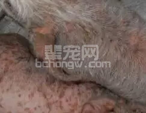 妙冬兽医看病---猪渗出性皮炎的防治技巧