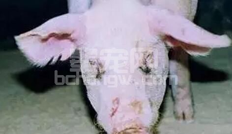 秋冬季猪打喷嚏？辨别病因是关键
