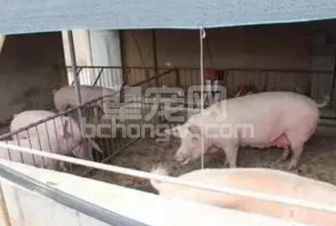 种猪场合理控制母猪发生肢蹄病与子宫炎可有效降低母猪淘汰率