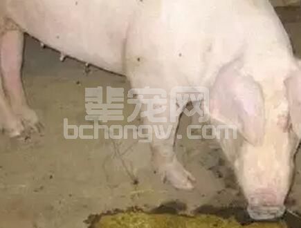养殖生产的过程中，有时猪会出现呕吐的现象，那么猪为什么会呕吐呢？
