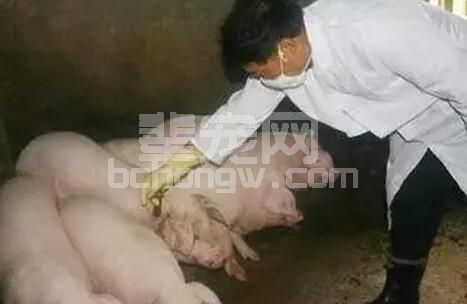 以高致病性蓝耳病疫苗（GDr180 株） 为例谈“蓝耳病免疫控制6+1 法则”