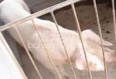 一周搞定慢性猪瘟与副猪嗜血杆菌病混感