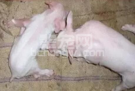 猪伪狂犬病的免疫及注意事项