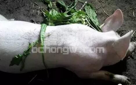 猪圆环病毒病的诊断与防治措施