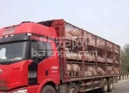 用这7种方法，猪场常见混淆病易诊断
