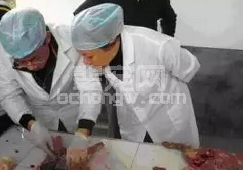 秋冬疫病高发，病猪剖检病原检测药敏试验等需要如何处理采集的病料？
