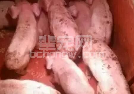 我国猪场腹泻混合感染严重，如何预防是关键？