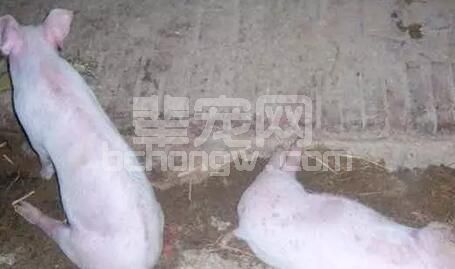 猪五号病经典病例诊疗过程典型案例（附图）