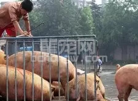 猪场须遵守的猪病防治原则，据说超实用