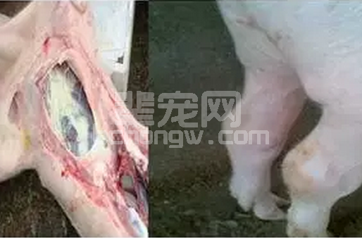 猪场临床一例副猪嗜血杆菌病流行特点分析及诊疗过程