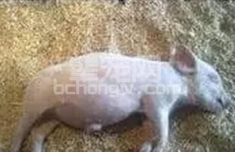原来猪场猪只胀气死亡有四大方面的原因！
