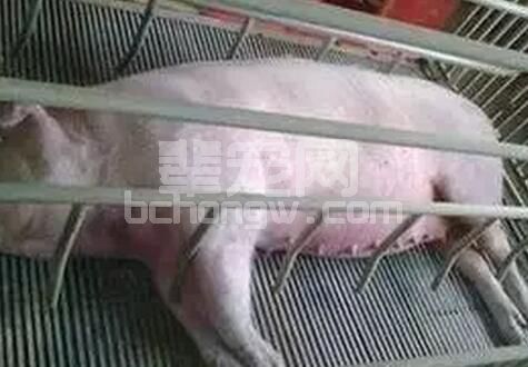 猪的呼吸病原因解析及预防