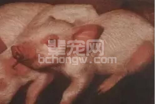当前控制猪伪狂犬面临的问题及出路