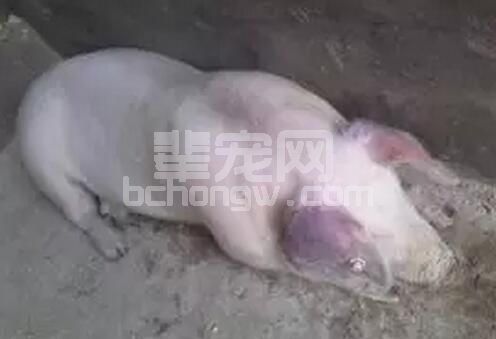 猪呼吸系统疾病病因复杂，指望单一措施放空本病基本不可能