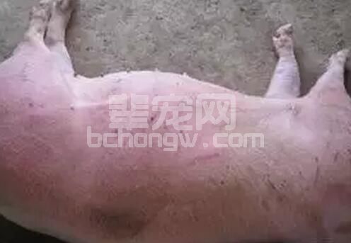天气转凉，猪场弓形体病例分析及临床系统诊治过程