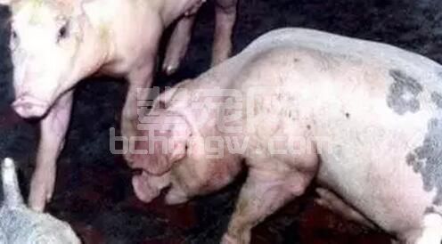 猪气喘病密切相关的两大病毒性疾病“蓝耳”与“圆环”三者系统分析