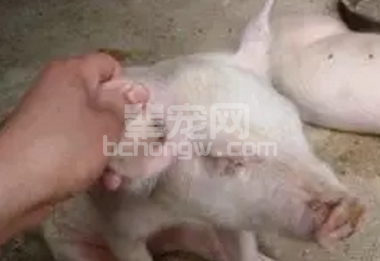 脱离书本，脱离教条，一针见血剖析猪病诊断与治疗，你与真相几步遥......