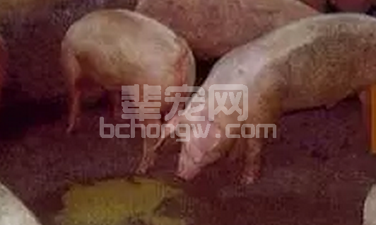 一例猪流行性腹泻病的诊断与治疗